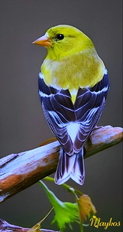 American Goldfinch птица