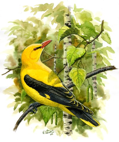 Изображение птиц