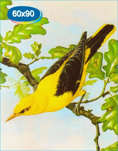 Обыкновенная Иволга