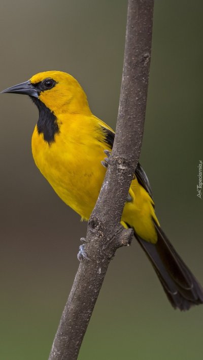 Желтая Иволга