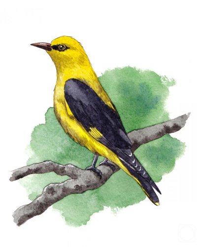 Обыкновенная Иволга