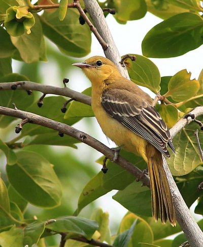 Балтиморская Иволга самка