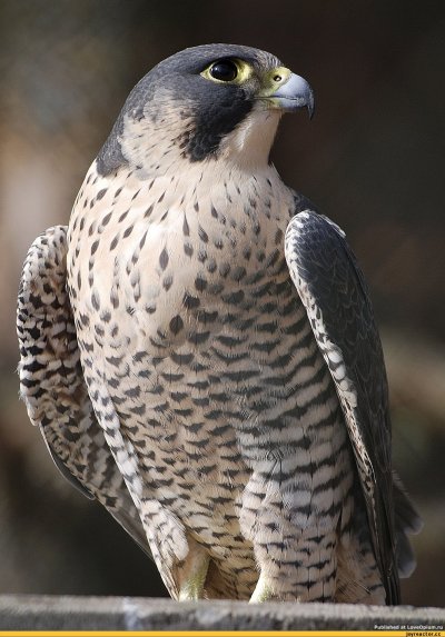 Сокол Сапсан