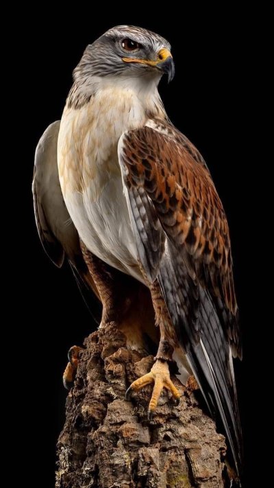 Орел Сокол ястреб Сапсан