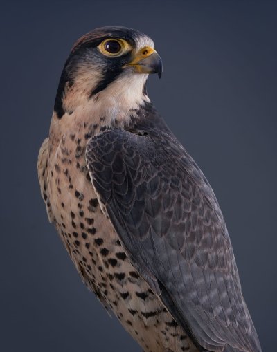 Сокол Сапсан