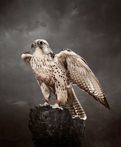 Пустельга Кречет Сапсан