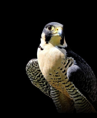 Сапсан птица