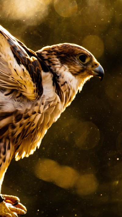 Орел Сокол ястреб