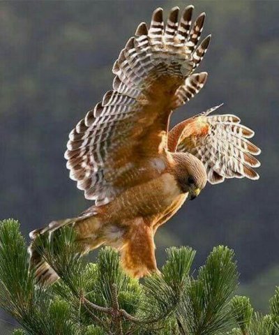 Беркут ястреб Коршун