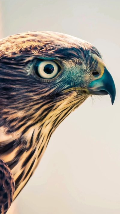 Хищные птицы