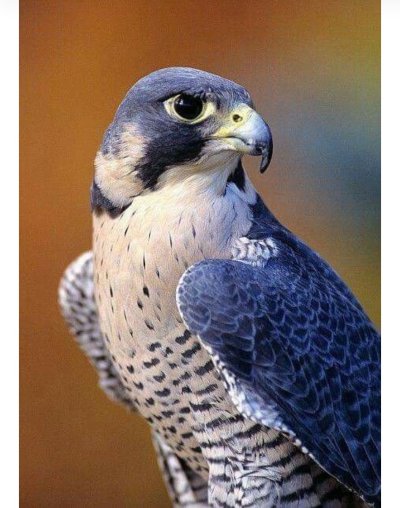 Сокол Перегрин