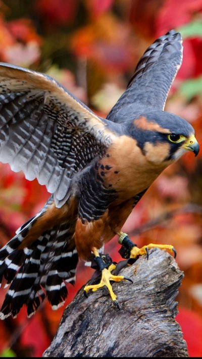 Южномексиканский Сокол