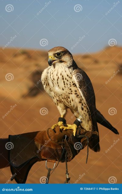Птицы в пустыне хищники