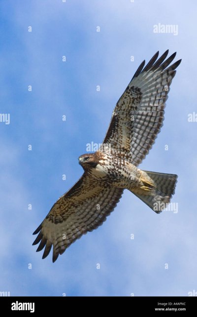 Ястреб тетеревятник в полете