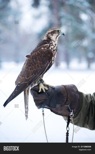 Сокол на руке