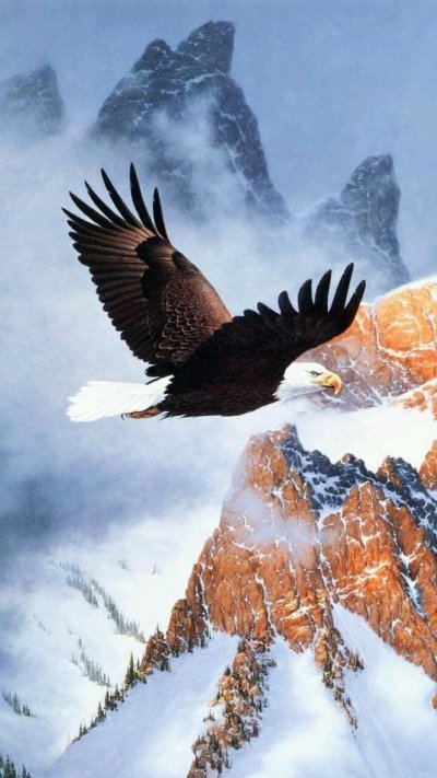 Белоголовый Орлан в горах