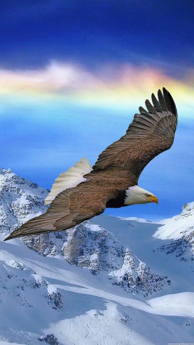 Белоголовый Орлан в горах