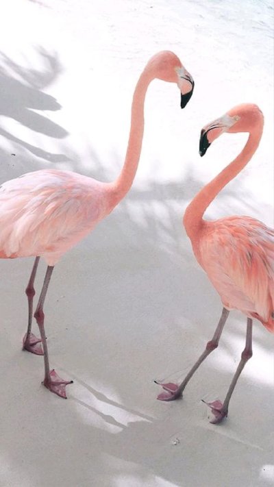 Фламинго