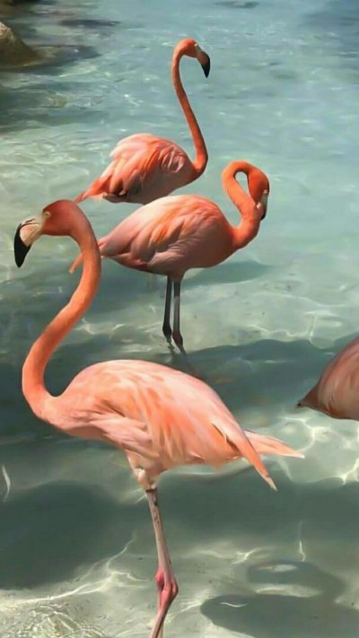 Розовый Фламинго
