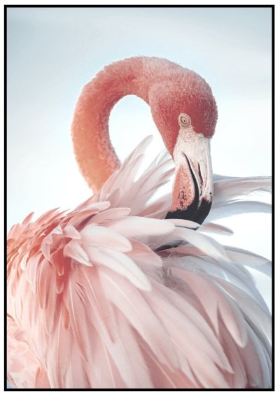 Фламинго