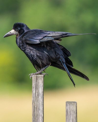 Грач желтоклювый