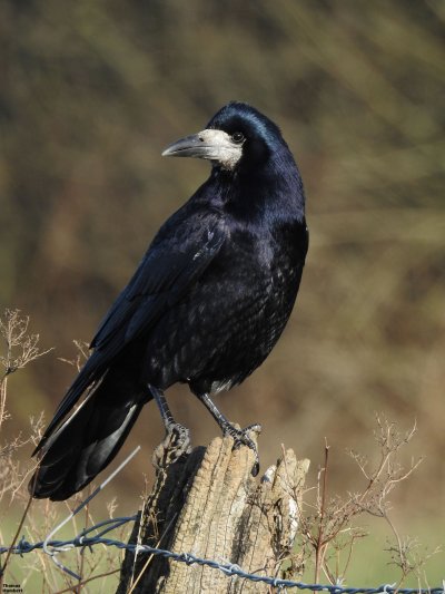 Грач (птица)