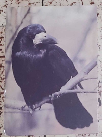 Грач (птица)