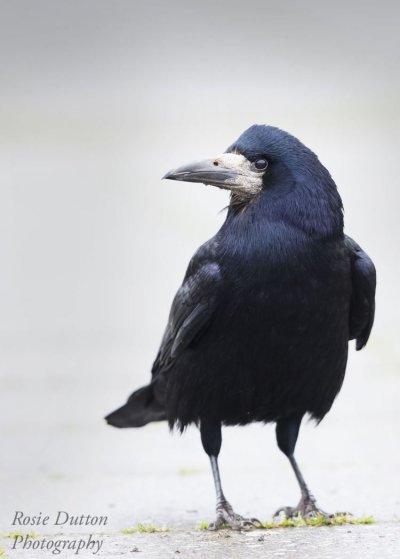 Грач (птица)