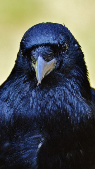 Рейвен птица