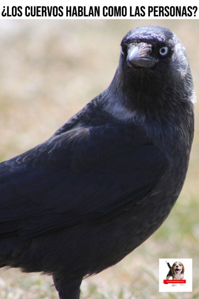 Смоленский Грач