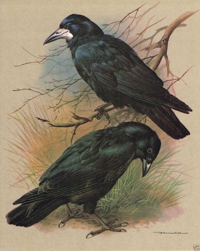 Грач (птица)