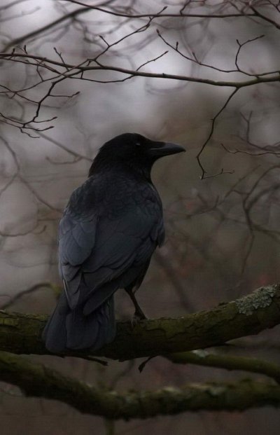Ворон на ветке