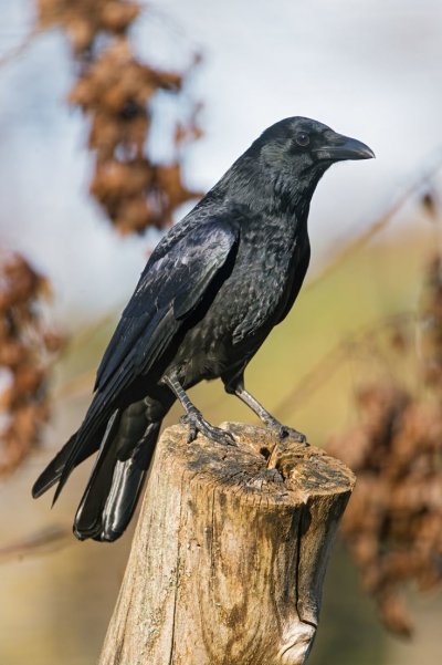 Corvus brachyrhynchos
