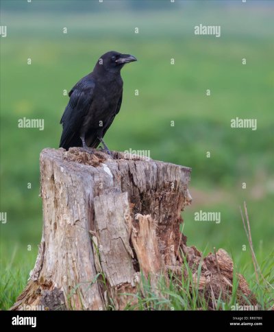 Ворон обыкновенный