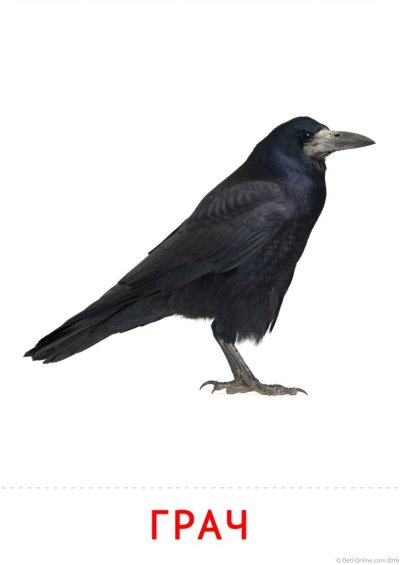 Перелетные птицы Грач для детей