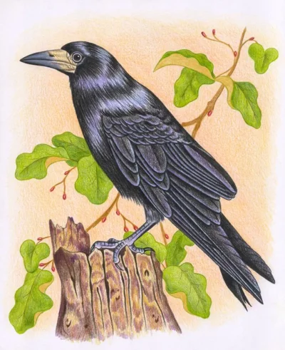 Грач Перелетная птица