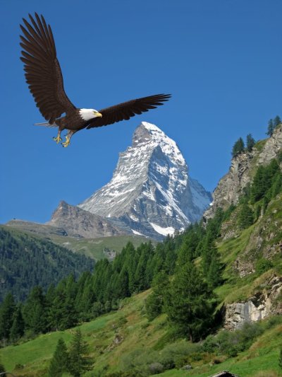 Орел Беркут Дагестана в хребтах Кавказа