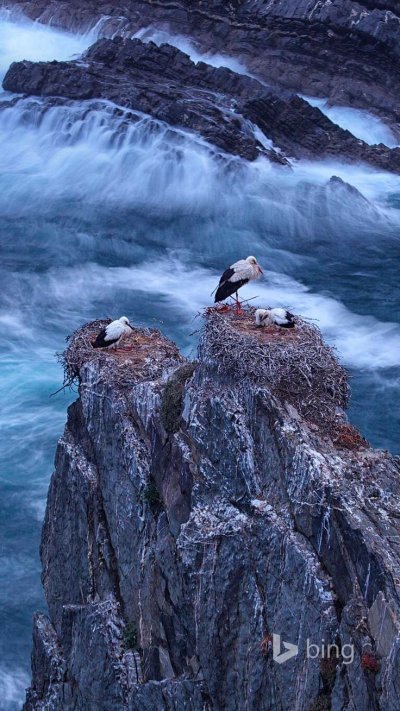 Птицы на скалах