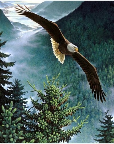 Парящий Орел