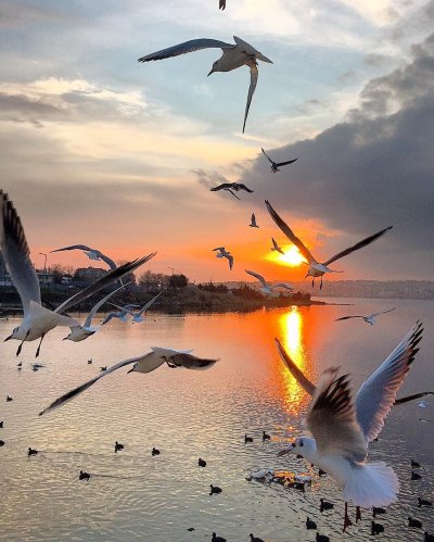 Птицы в небе