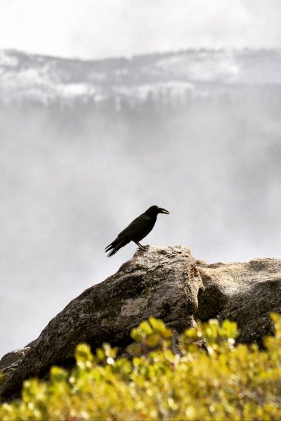 Птицы в горах