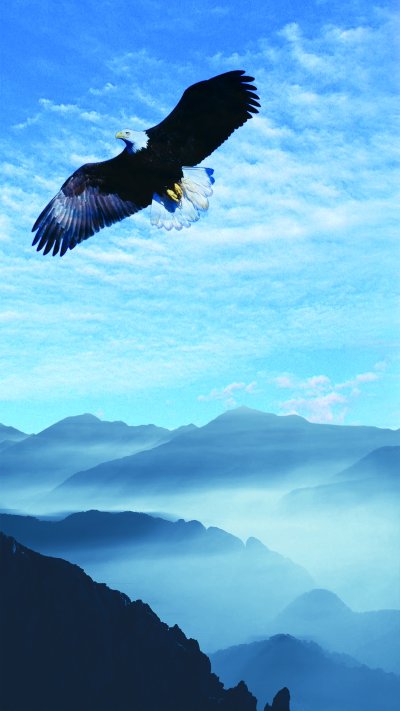 Птицы в небе