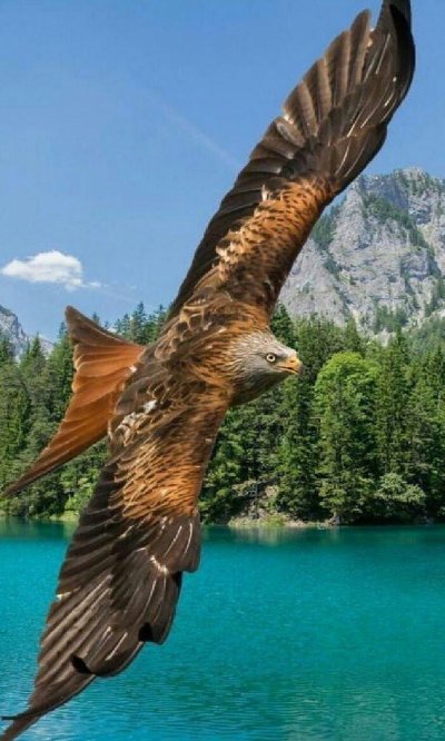 Горные птицы