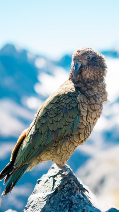 Птицы в горах