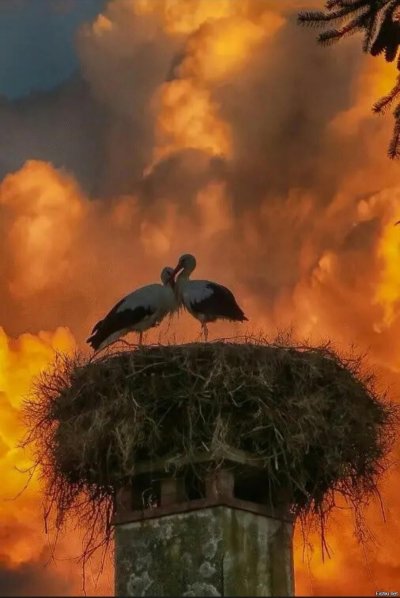 Гнездо аиста