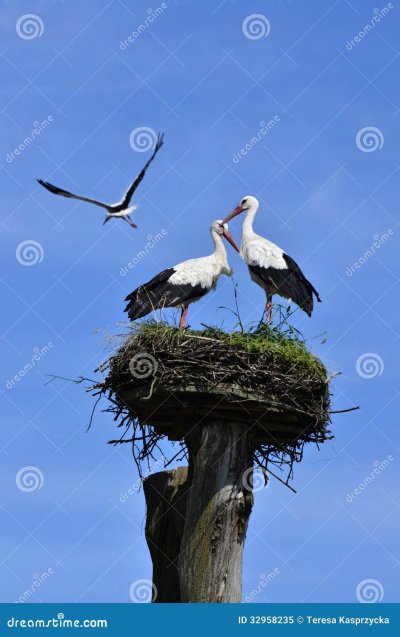 Гнездо аиста