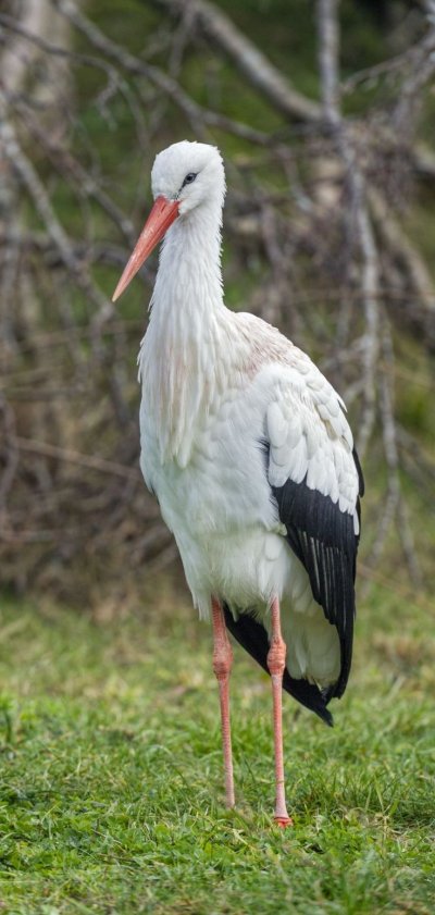 Аист птица