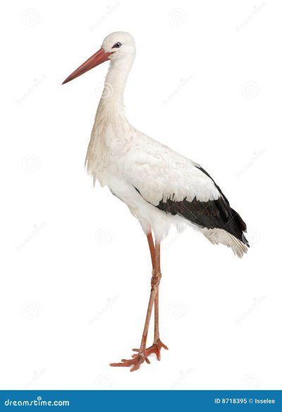 Аист на белом фоне