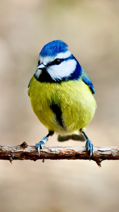 Синица обои