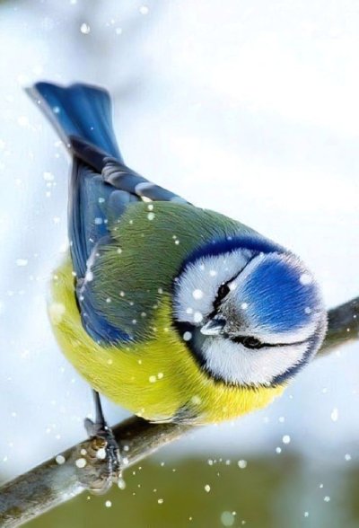 Птичка синица лазоревка